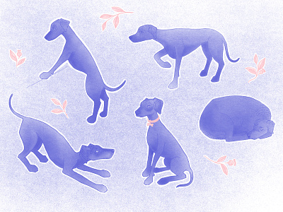 Weimaraner poses blue character art character design collar cute dog dog breed game hound jump play pose pretty silver ghost sit sitting sleeping stand stretch weimaraner