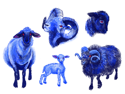 Sheep study bighorn sheep blue horn ram red sheep