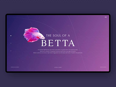 Betta Fish animation aquarium aquarius concept design fish fishes interaction interface layout motion product typography typography art ui ui design uxui video visual website