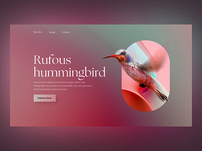 Humming Bird Site 3d after effect aftereffects animal animation bird design humming bird layout product product design species ui uxui visual website
