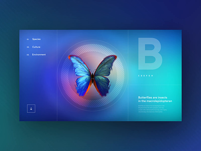 Butterfly Handbook - Concept 3d after effects aftereffects animation butterflies butterfly concept design layout product ui uxui visual website