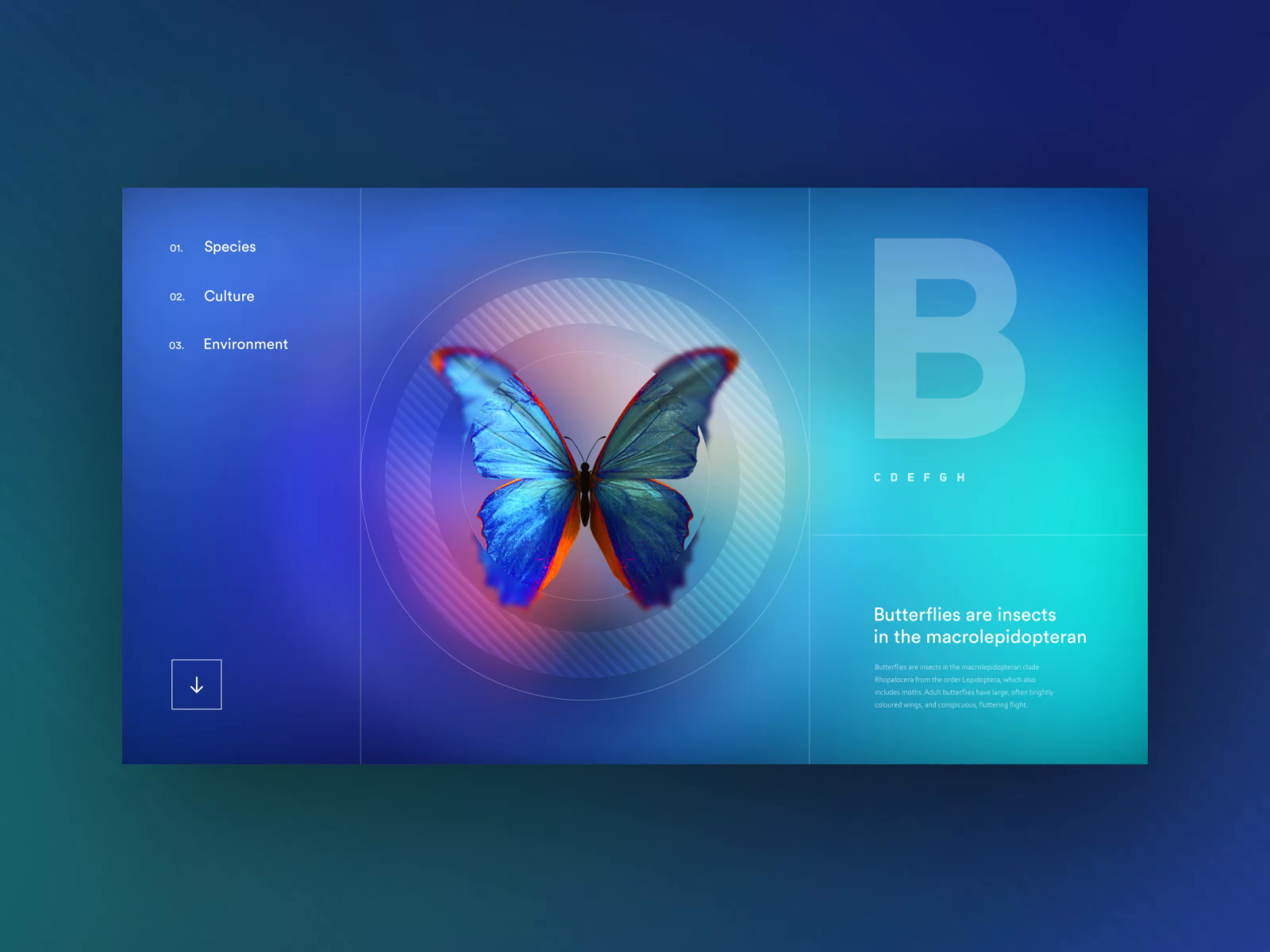 Butterfly Handbook Concept by Mingg on Dribbble