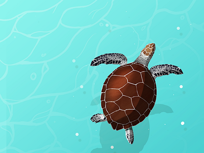 turtle design digital painting dribbble illustration sea turtle