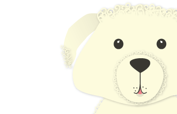 shitsabichapoo bichon illustration poodle