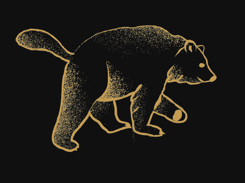 ursa major animals animation bear constellation gif illustration ursamajor