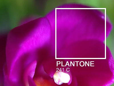 PLANTONE Project colors plants projects