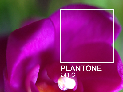 PLANTONE Project