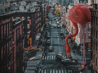 City Flamingo's