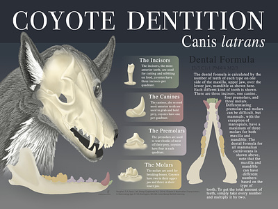 Coyote Dentition anataomy animal coyote infographic photoshop