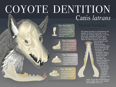 Coyote Dentition