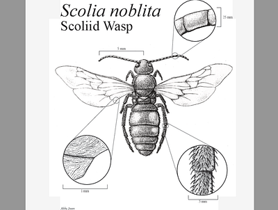 Scoliid Wasp art ink pen and ink wasp