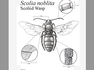 Scoliid Wasp