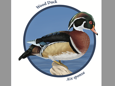 Wood Duck animal digital photoshop scientific illustration wood duck