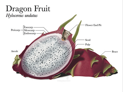Dragon Fruit botanical design digital dragon fruit illustration photoshop