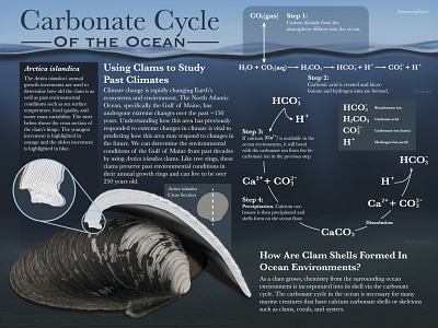 Carbonate Cycle of the Ocean animal art clam climate change color illustrator infographic photoshop shell