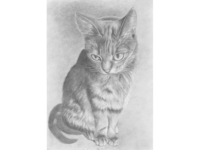 Кошка Дымка illustration
