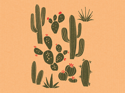 cactus cactus cactus illustration desert nature plant plants prickly pear west