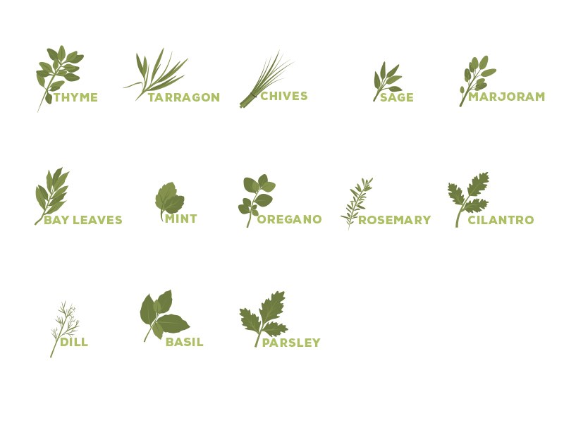 Herbs by Marisa Schoen on Dribbble