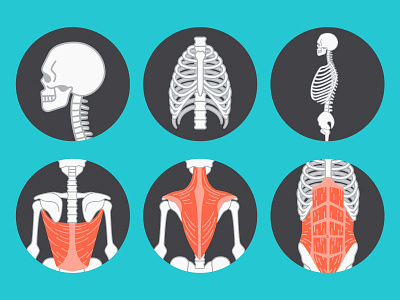 Bones & Muscles anatomy body bones fitness health illustrate illustration muscles skeleton vector