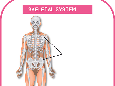 SKELETAL ILLUSTRATION DESIGN