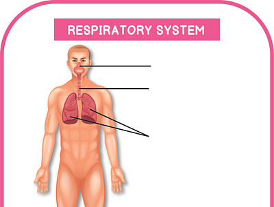 RESPIRATORY SYSTEM ILLUSTRATION any kind of graphics childrens illustartion desigining design graphic design illustration illustration design