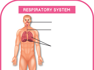 RESPIRATORY SYSTEM ILLUSTRATION