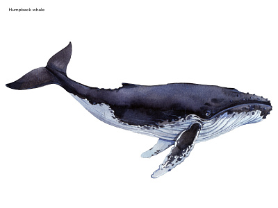 Humpback whale aquarelle drawing illustrate illustration image watercolor whale