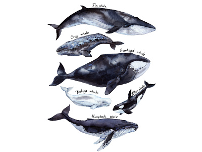 Whale poster aquarelle beluga drawing illustrate illustration image watercolor whale