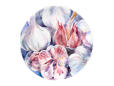 Garlic aquarelle drawing garlic illustration summer watercolor