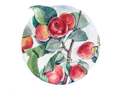 Apples on a branch apple aquarelle drawing illustration summer watercolor