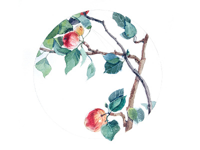 Apples on a branch_02 apple aquarelle drawing illustration summer watercolor