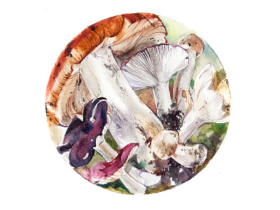 Russules aquarelle drawing illustration mushroom summer watercolor