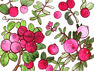 Oxycoccus aquarelle berry cowberry cranberry drawing forest illustration summer watercolor