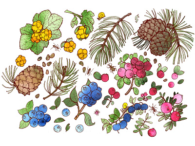 Pattern_2 aquarelle berries drawing illustrate illustration nuts plants summer watercolor