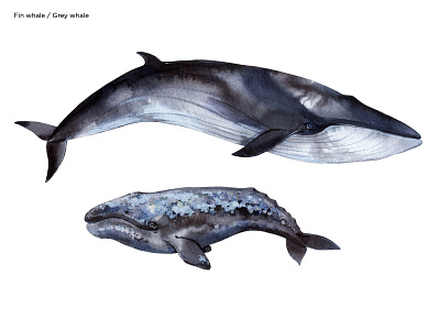 Fin whale Grey whale