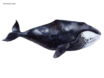 Bowhead whale aquarelle drawing illustrate illustration watercolor whale