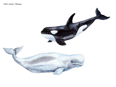 Killer whale/ Beluga aquarelle drawing illustrate illustration image watercolor