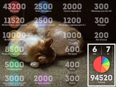 price of a cat infographics price