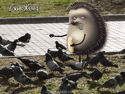 Pigeons animation hedgehog