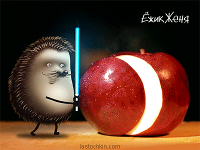 star wars: hedgehog animation hedgehog