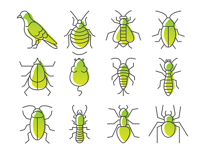 Australian Bugs bug bugs cockroach design gradient icon icon design icon set iconography illustration illustrator vector