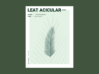 Leat Acicular