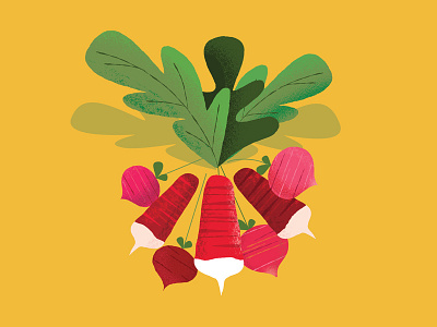 Radish illustration produce radish vegetable