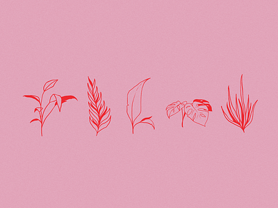 Plants Illustration