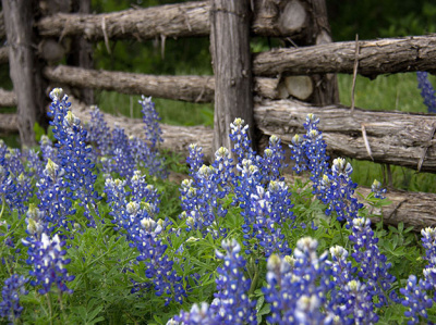 Baby Blues landscapes nature photography