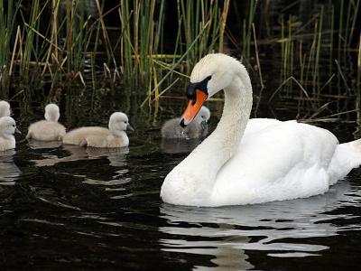 Spring Swans