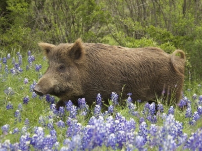 Hog Wild For Bluebonnets nature photography springtime texas wildlife