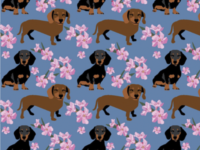 Dachshund dogs and pink flowers with denim blue background