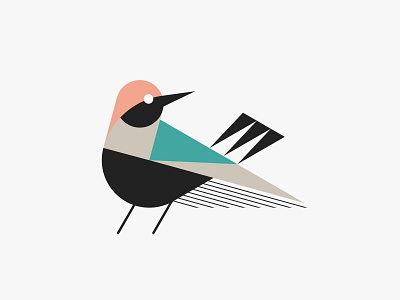 Finch animal bird illustration modern nature simple