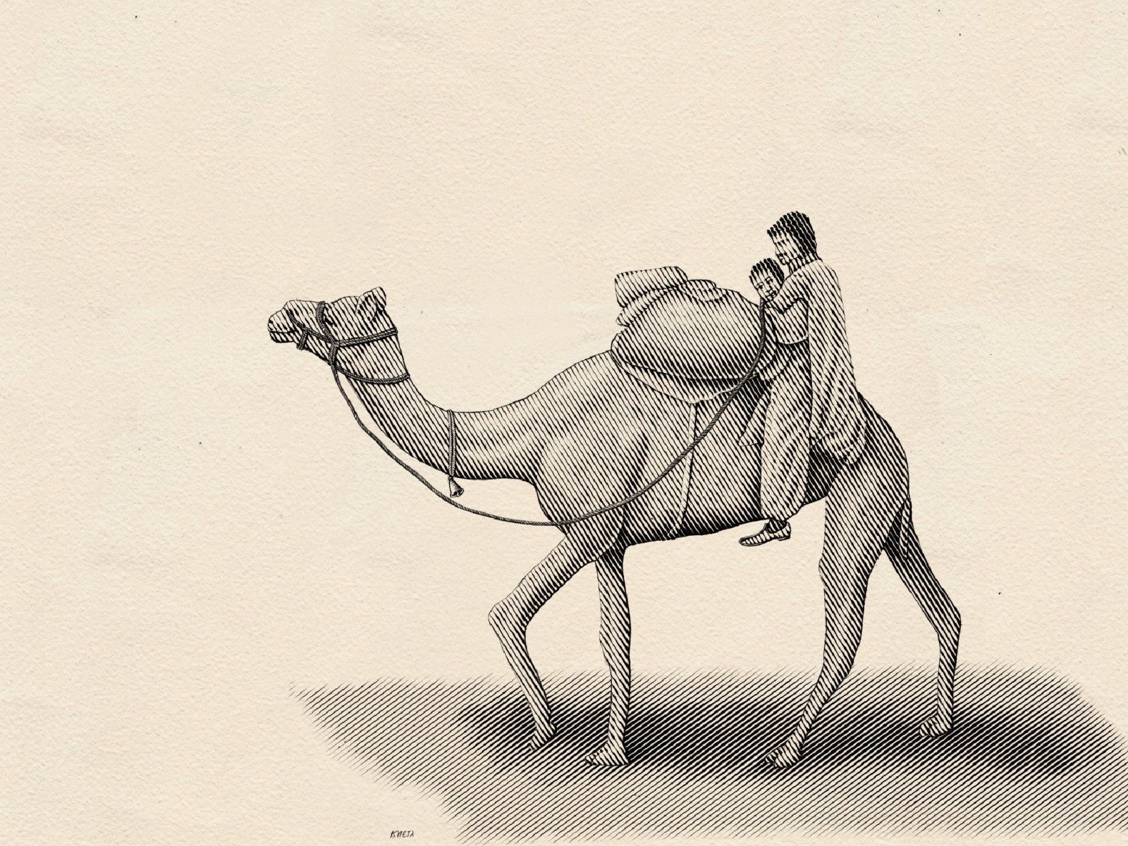 camel-rider-by-jangid-kheta-on-dribbble